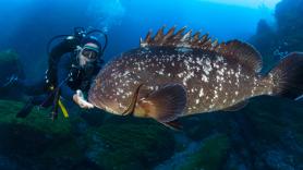 Un virus mortal ataca a la pesca de Portugal