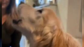 Un Golden Retriever recibe el adiós más especial momentos antes de morir tras meses sin poder ladrar