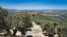 Un megaproyecto manda a la ruina a 100 agricultores y a sus 100.000 olivos