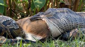 Asusta ver a esta gigantesca serpiente devorando ciervos: “Había abierto su boca hasta el límite”