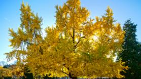 Este árbol es el responsable de que notes en octubre un olor a vómito o a mantequilla rancia por la calle