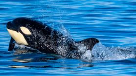 Una ballena muestra signos de que la Tierra se acerca peligrosamente al Día del Juicio Final