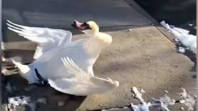 Un hombre salva a un cisne a punto de morir y el animal se lo agradece convirtiéndose en su fiel escudero