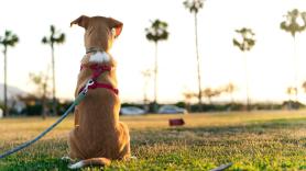 Un cuidador saca a pasear al perro durante las vacaciones de los dueños y el final es devastador