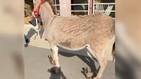 Este burro deambula solo durante 6 años con pezuñas de babuchas y una gran herida hasta que de repente le cambia la vida