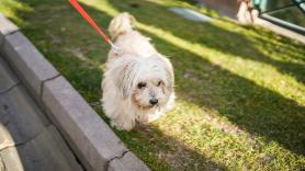 Esta es la ciudad en la que si no sacas a tu perro al menos 3 veces al día te multarán con hasta 500 euros