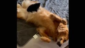 Un adorable gatito y un Golden Retriever: de enemigos a amigos para toda la vida en un solo día