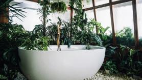 La planta que debes colocar ya mismo en tu baño si tienes humedades