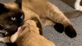 Un pequeño cachorro no deja de llorar y lo que hace un gato para calmarlo encoge el corazón