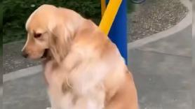 Un Golden Retriever se balancea en un columpio y muestra la serenidad de su carácter