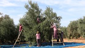 Emerge un país que amenaza con destronar a España con el aceite de oliva