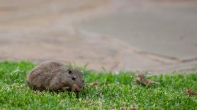 África declara la guerra al contrabando con un ejército de ratas gigantes