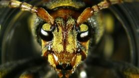 Activan las alarmas por la invasión "impresionante" en España de la devastadora plaga del escarabajo-avispa