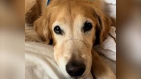 La cicatriz en la cara de este Golden Retriever que se convirtió en su símbolo de superación