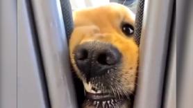 Un Golden Retriever visita uno a uno a los pasajeros de un tren dándoles todo su cariño