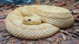 La inaccesible isla plagada de cobras que lleva a todo ser humano a la muerte