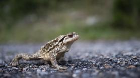 La ciencia asombra con una rana en miniatura: es como una pulga y sufre una fusión de huesos