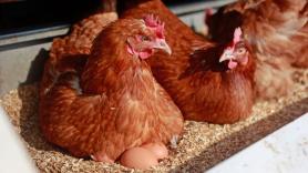 El alimento que debes dar a tus gallinas para que aumenten la producción de huevos