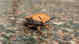 El remedio casero infalible para acabar con las chinches apestosas que invaden las casas españolas en noviembre