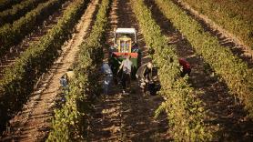 España presume de la comarca de mayor producción de la fruta que es gasolina para el cerebro