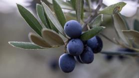 El joven 'agricultor loco' que desafía al sector con su plan para resucitar el tradicional olivo español centenario