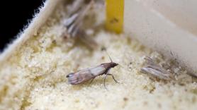 Piden que expulses cuanto antes de casa al sucio y dañino insecto volador que se hace pasar por mariposa inofensiva