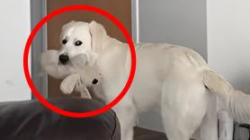 Sabían que su Golden Retriever conocía sus rutinas de llegada a casa pero sus dueños no esperaban este recibimiento