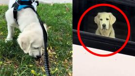 Saca a uno de sus Golden Retriever mientras el otro mira por la ventana: el drama está servido