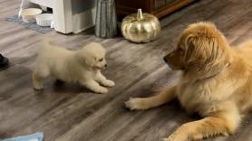 Un Golden Retriever conoce a su hermano y la reacción ya es historia de internet: "Fue amor a primera vista"