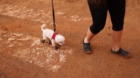 Los veterinarios alertan sobre el 'barro mortal' para las mascotas que surge tras las inundaciones en Valencia