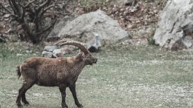 Los científicos hacen saltar las alarmas por el animal que vive cada vez más de noche