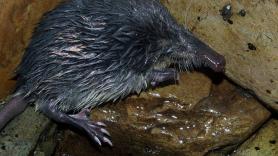 El topo de agua queda herido de muerte con 40 ejemplares en esta zona de España