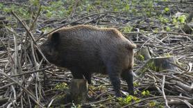 El grupo de arqueros españoles pionero en Europa que da caza a una especie transmisora de enfermedades a los humanos