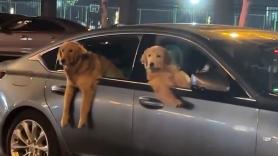 Graban a a dos Golden Retriever asomados a las ventanillas de los coches y parece una película de ficción