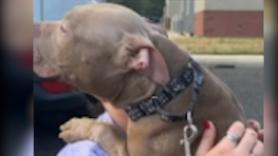 Un Pitbull que ha sido abandonado dos veces vuelve a ser adoptado y su reacción encoge el corazón