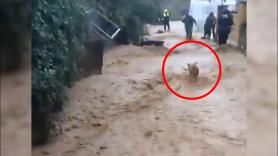 El rescate de 41 caballos y 39 perros atrapados por la DANA de Málaga queda grabado para los amantes de los animales