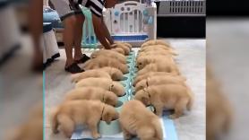 Cuida y da de comer a decenas de cachorros de Golden Retriever: "Tiene el mejor trabajo del mundo"