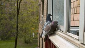 Un experto revela por qué los pájaros picotean tu ventana en noviembre: puede que tengan algo para ti