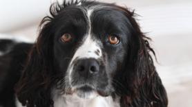 Este es el perro español condecorado por ser la nueva pesadilla de los traficantes de droga