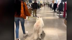 Lo que le pasa con su perro en un centro comercial es un verdadero 'tierra trágame'