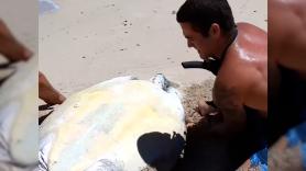 Una gigantesca tortuga queda atrapada en la arena de la playa y un padre acude a todo correr para convertirse en héroe salvador