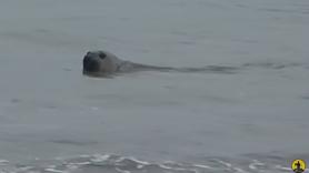 Interrumpe de manera inmediata su día de pesca en el momento en el que ve emerger un animal gigante del mar