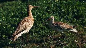 Queda oficialmente extinguida la primera especie de ave continental de Europa en tiempos modernos