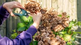 La poda perfecta de hortensias en otoño para una floración deslumbrante depende del corte en el tallo