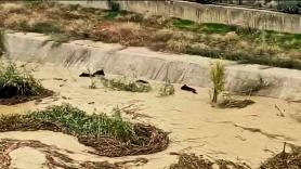 Un embalse a rebosar abre compuertas y se lleva por delante una piara de jabalíes