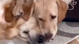 Un pequeño cachorro de Golden Retriever intenta proteger a su hermana mayor cuando cree que está en peligro y su reacción final encoge el corazón