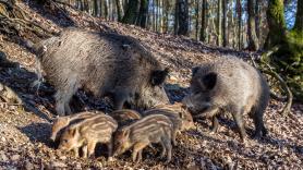 Indignación ante la masacre contra 22 jabalíes en Asturias