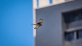 Piden dejar todas las ventanas sucias para salvar la vida de millones de aves