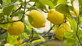 Pide que jamás las plantes junto a tus limoneros o naranjos: perdición asegurada