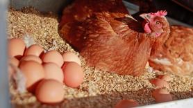 ¿Qué fue primero, el huevo o la gallina? Ahora la respuesta está científicamente respaldada